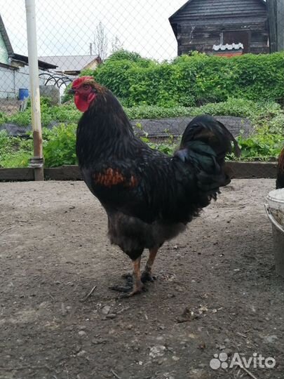 Петухи молодые