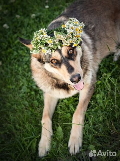 Бука (собака в добрые руки)