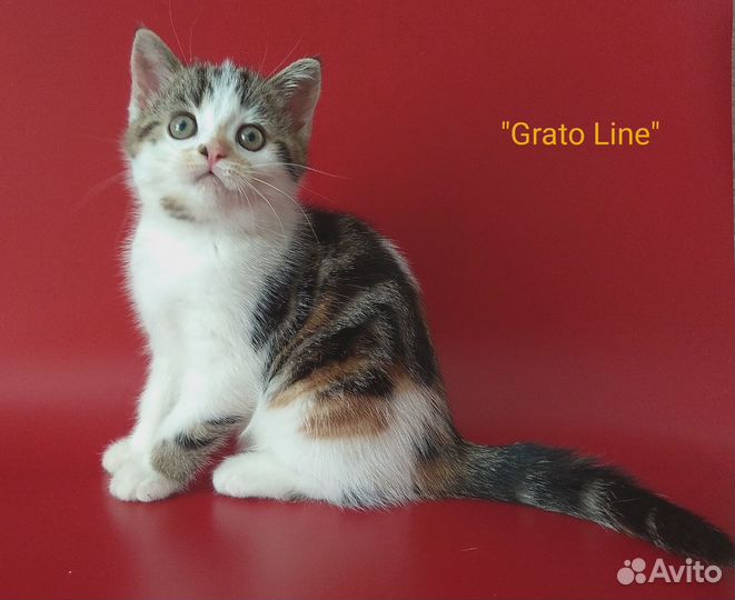 Шотландская кошечка