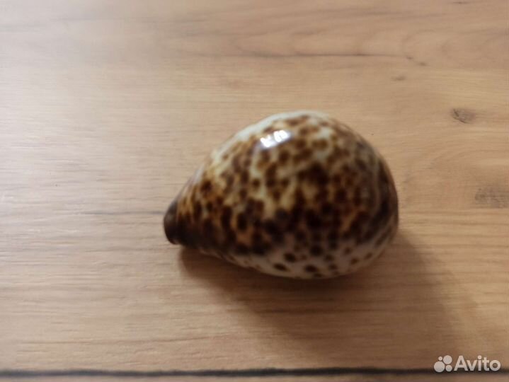 Морская раковина