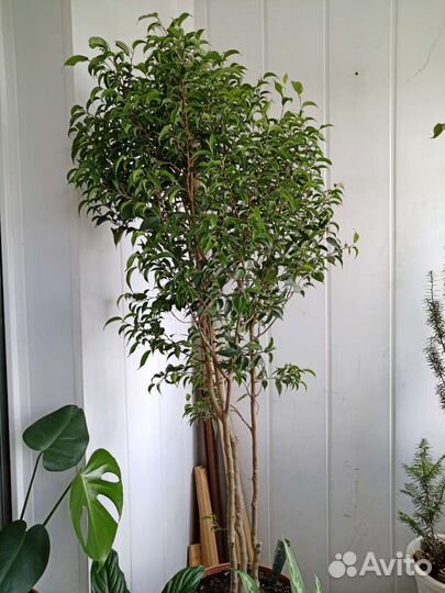 Фикус бенджамина мелколепестный