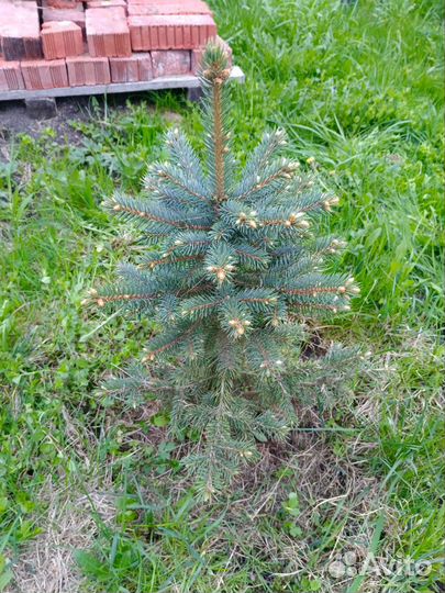 Ель голубая
