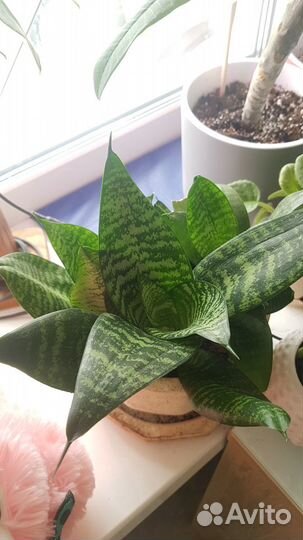 Сансевиерия Хана (каменная роза)