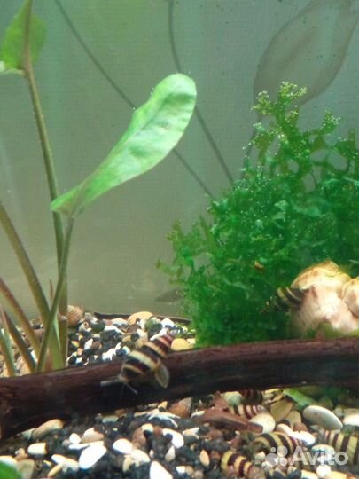 Продам улиток для аквариума