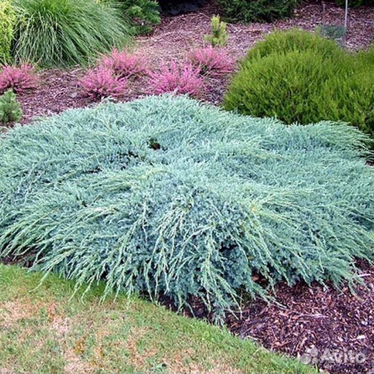 Можжевельник Блю Карпет