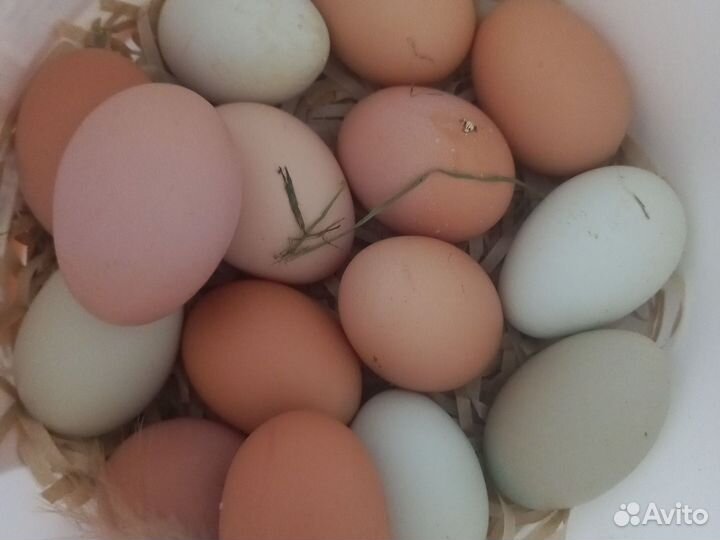 Домашние куриные яйца