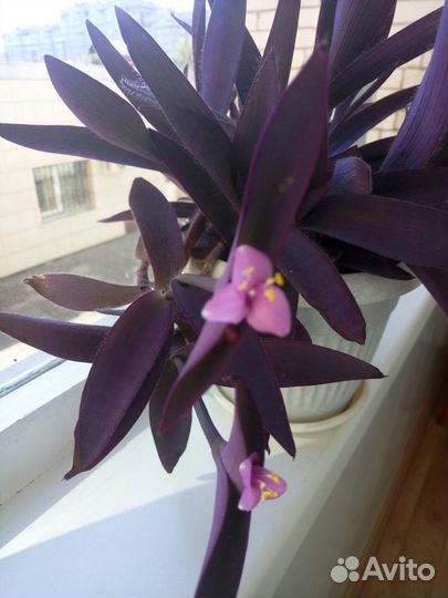 Цветущая традесканция