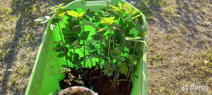 Саженцы ремонтантной малины