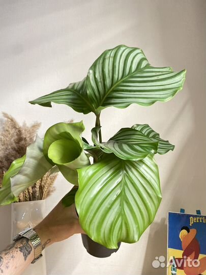 Калатея орбифолия