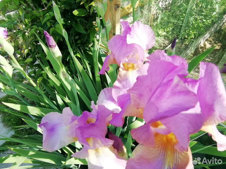 Ирисы бородатые, корень