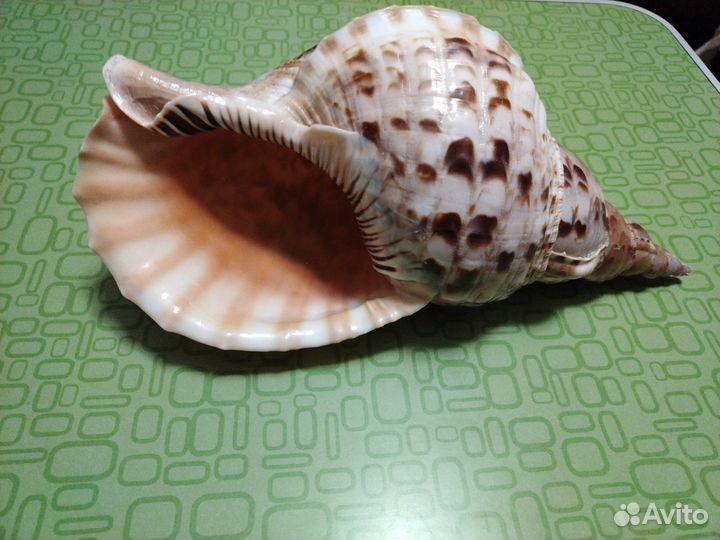 Раковина Харония Тритонис - 35 см