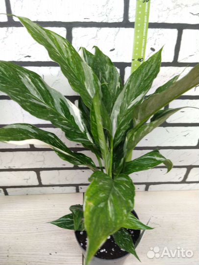 Спатифиллум даймонд