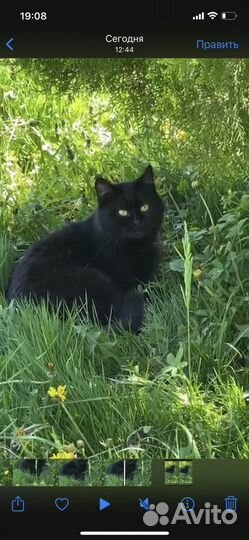 Кошечка ласковая в дом