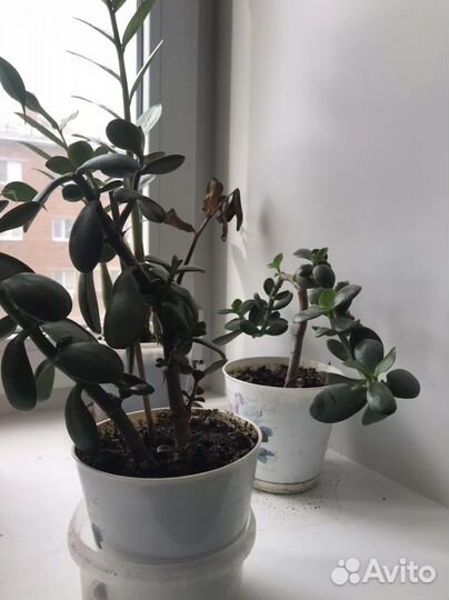 Цветы в горшках