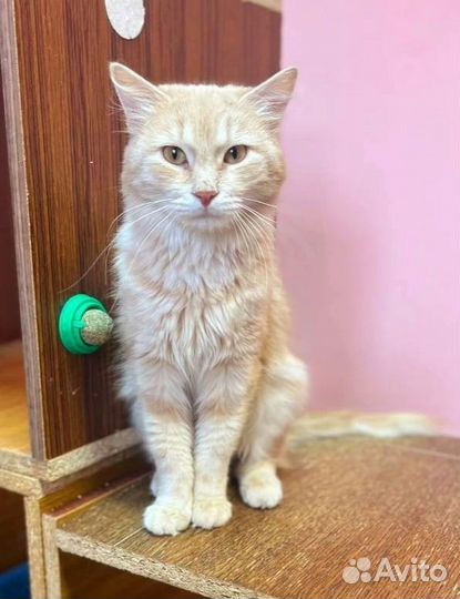 Абрикосовый Абрикос