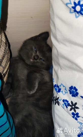 Британский кот