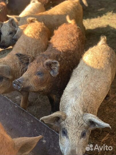 Поросята мангалица