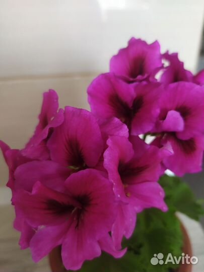 Пеларгония, калатея