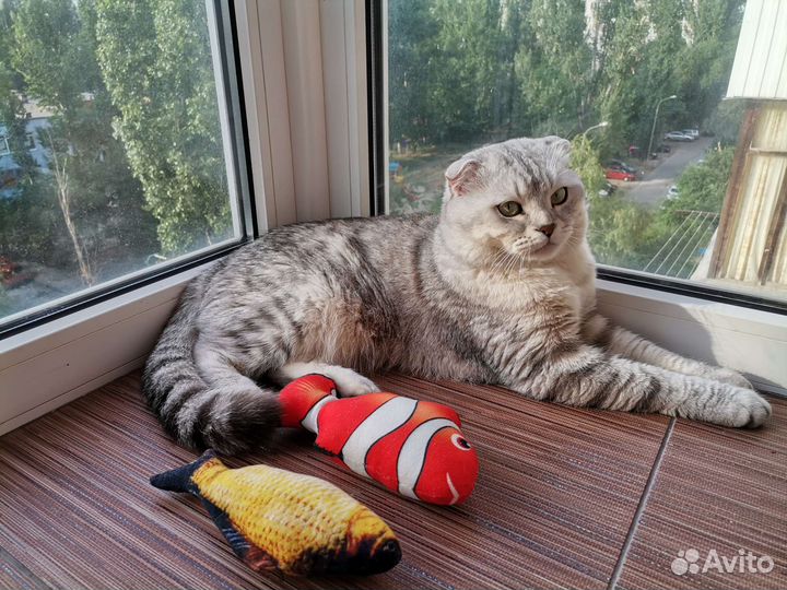 Шотландский кот на вязку