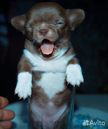 Карманная мини Девочка чихуахуа