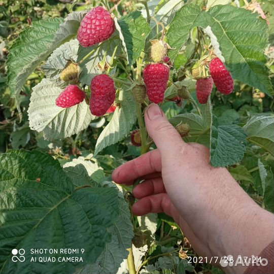 Саженцы малины ремонтантной, клубники, смородины