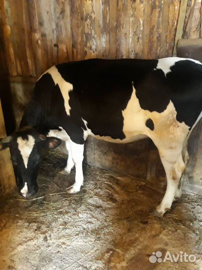 Телка 1.5 года