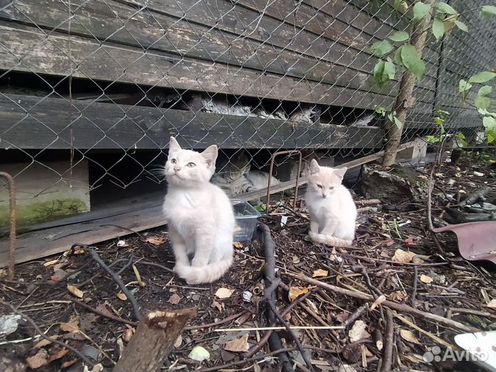 Котики в добрые руки