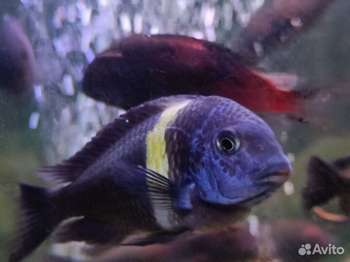 Трофеусы Дубаиси и Булу Поинт