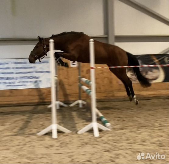 Кобыла под ребенка или в любительский спорт