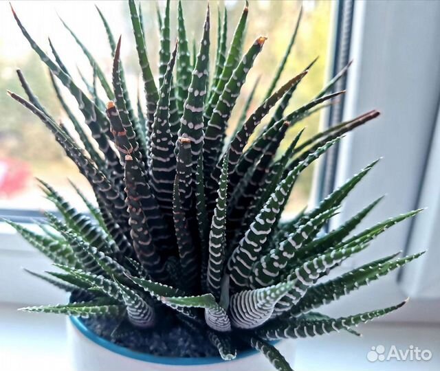 Суккуленты