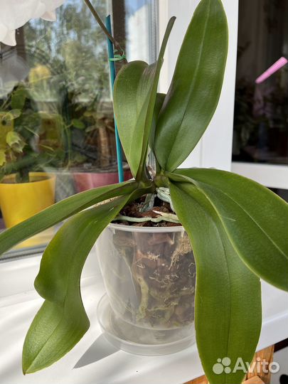 Орхидея фаленопсис биг лип