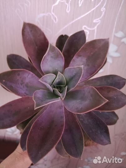 Суккуленты