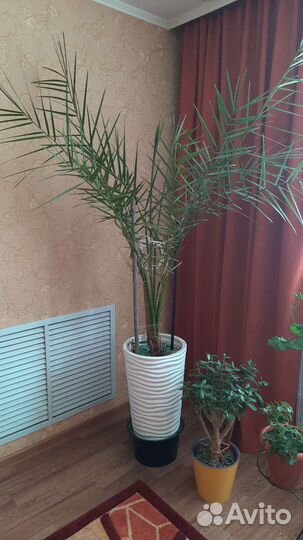 Финиковая пальма