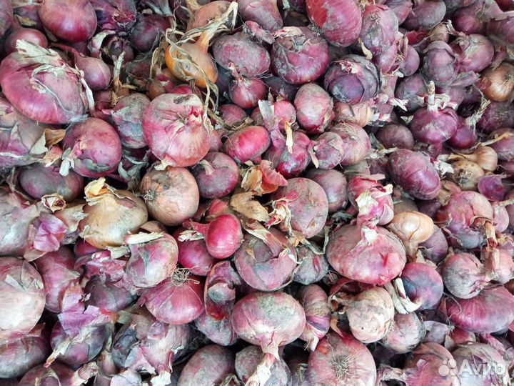 Лук репчатый оптом