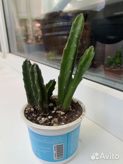 Стапелия Грандифлора