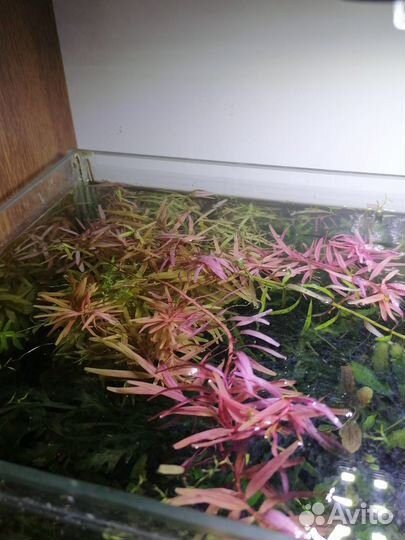 Рыбки Голубоглазки. Растения, креветки