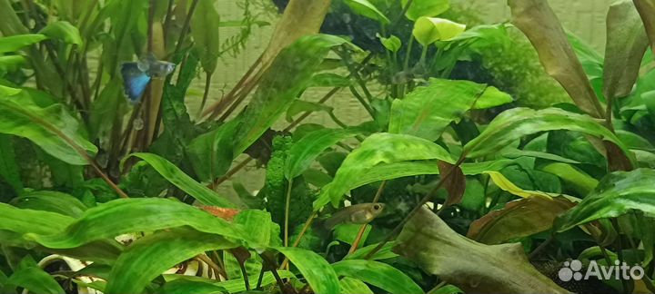 Аквариумные растения