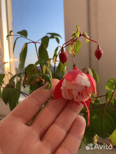 Фукция swingtime