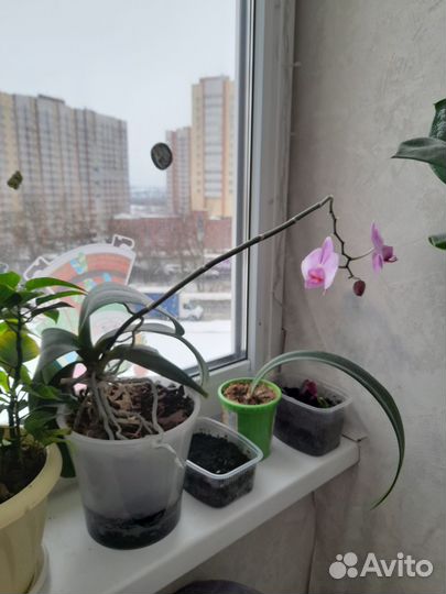 Комнатные цветы