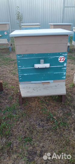 Продаются ульи с пчёлами