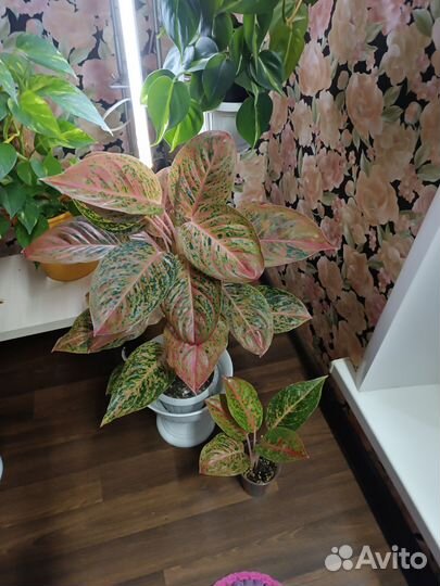 Аглаонема стрептиз