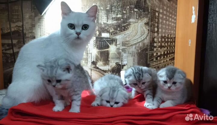 Шотландские