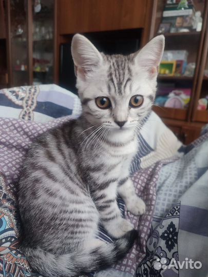 Шотландская прямоухая