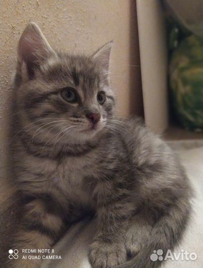 Красивые умные котята