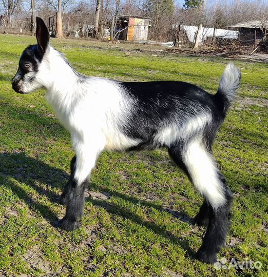 Козлята чп альпийские, коза и козел