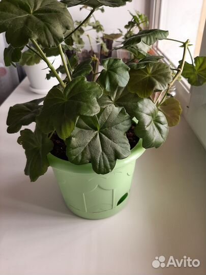 Герань пеларгония