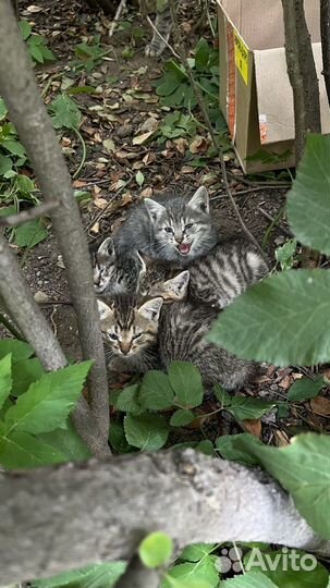 Бездомные котята в добрые руки