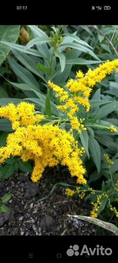 Золотарник