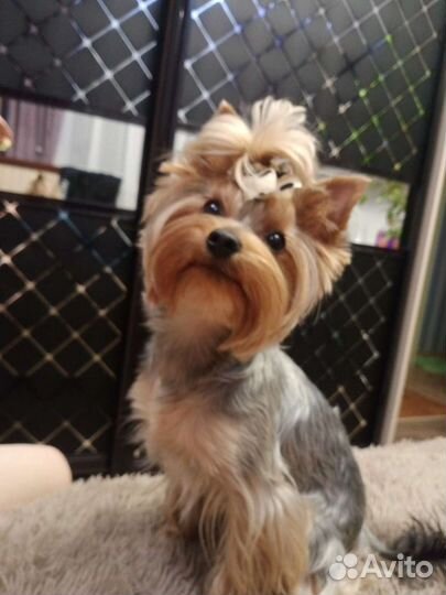 Йоркширский терьер вязка