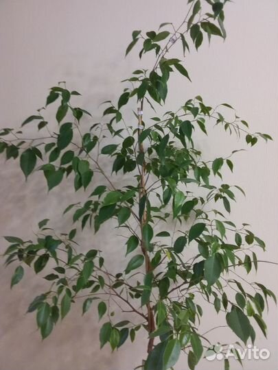 Фикус Бенджамина большой